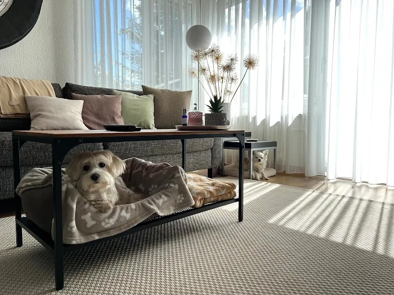 DogMom - Dein Hundesitting — Service animalier, Wallisellen, Zurich. Foto 3