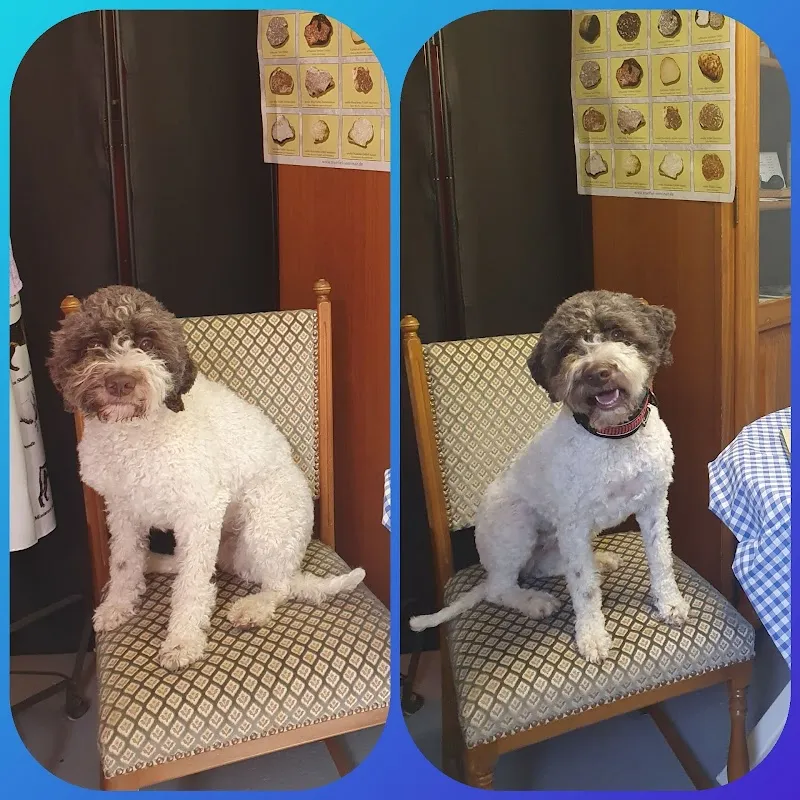 Tierpflegesalon Waldgaischtli — Katzenpension in Pratteln, Basel-Landschaft. Bewertung 5.0/5.