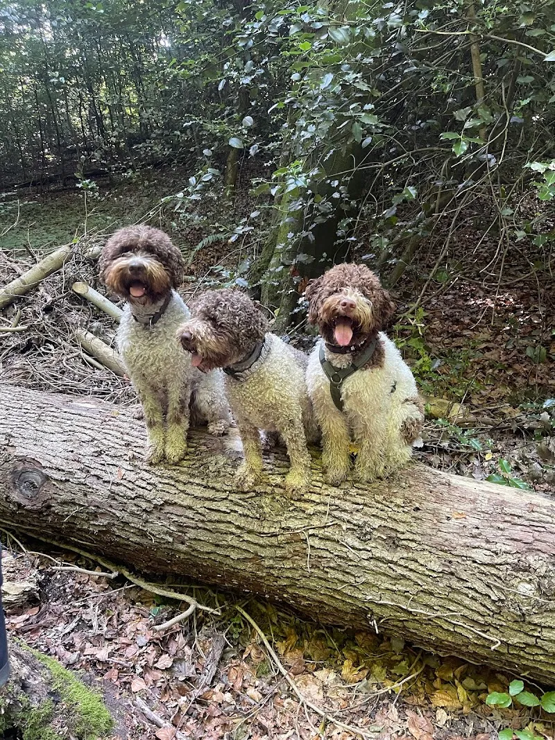 Tierpflegesalon Waldgaischtli — Pensione per gatti, Pratteln, Basilea Campagna. Foto 2