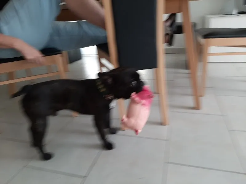 Doggysitting — Katzenpension in Nänikon, Zürich. 