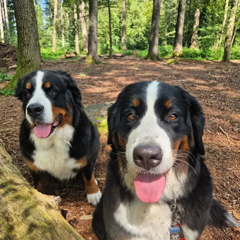 FUREVER JOY Petcare & Therapy — Pensione per gatti, Wädenswil, Zurigo. Foto 2