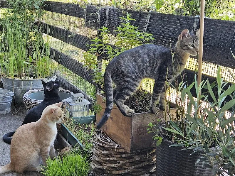 FUREVER JOY Petcare & Therapy — Pensione per gatti, Wädenswil, Zurigo. Foto 3