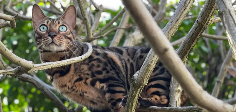 Felimo - Ihre Katzenbetreuerin — Katzenpension in Bonstetten, Zürich. 