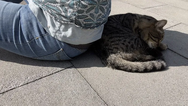 Felimo - Ihre Katzenbetreuerin — Katzenpension, Bonstetten, Zürich. Foto 2