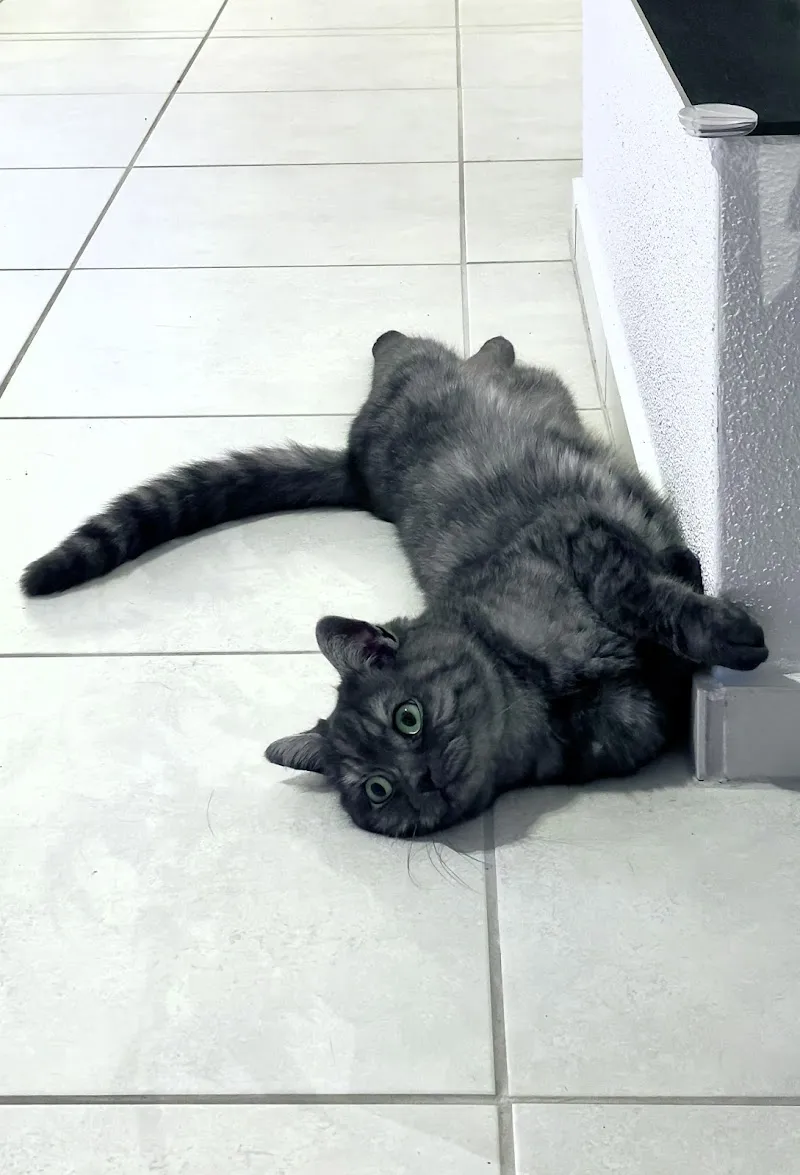 Felimo - Ihre Katzenbetreuerin — Katzenpension, Bonstetten, Zürich. Foto 3