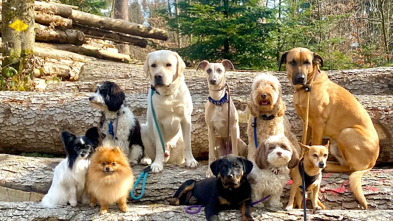 Gaby‘s Hundehuus — Katzenpension in Stäfa, Zürich. Bewertung 5.0/5.