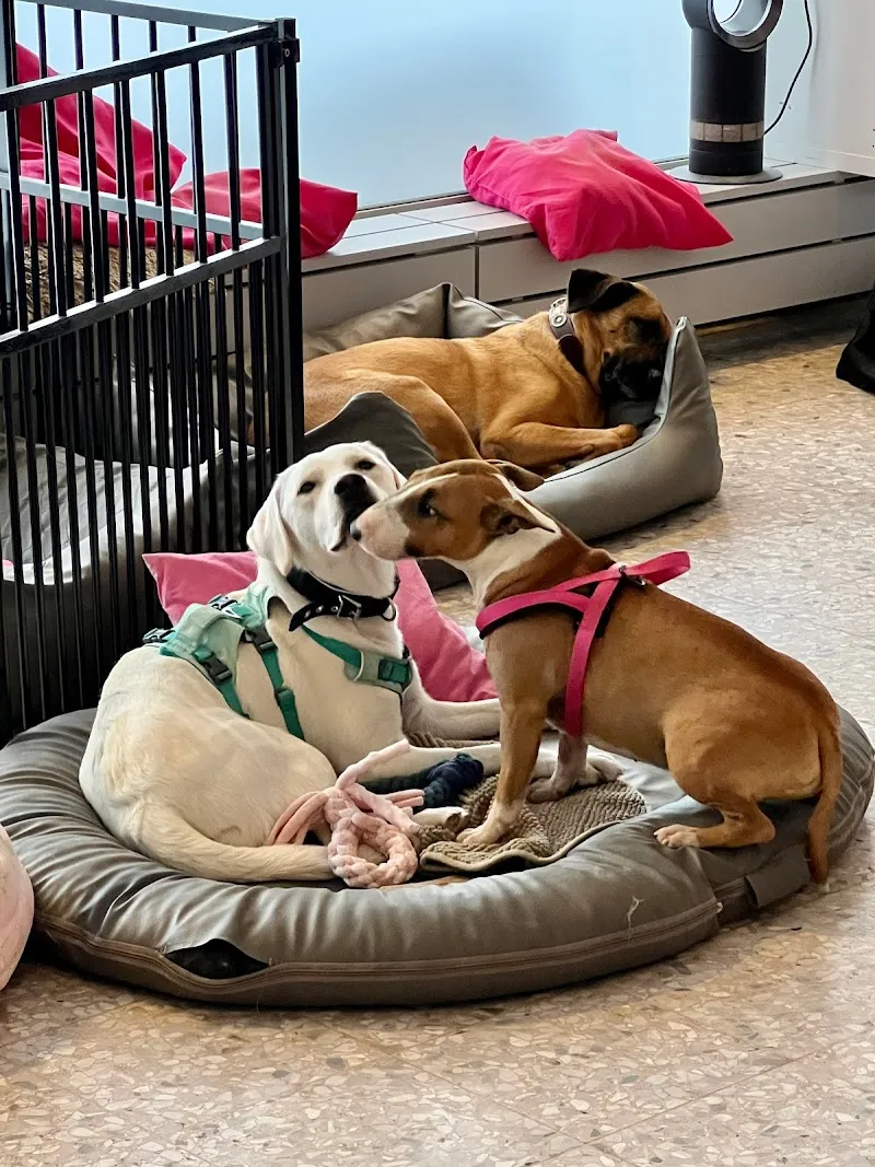 Gaby‘s Hundehuus — Katzenpension, Stäfa, Zürich. Foto 2