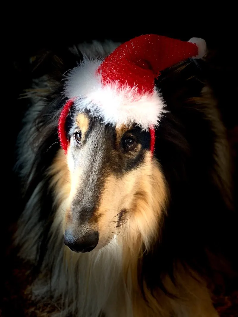 Gaby‘s Hundehuus — Katzenpension, Stäfa, Zürich. Foto 3