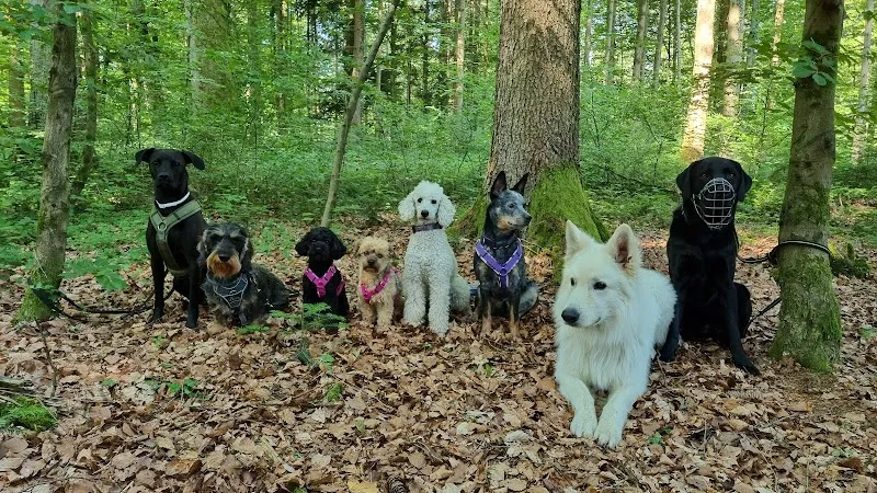 Happy Place Hundesitting — Tierdienste in Schwerzenbach, Zürich. Bewertung 5.0/5.