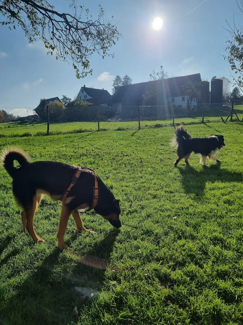 Happy Place Hundesitting — Service animalier, Schwerzenbach, Zurich. Foto 3