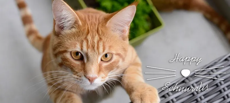 Happy Schnurrlis — Katzenpension in Windlach, Zürich. Bewertung 5.0/5.