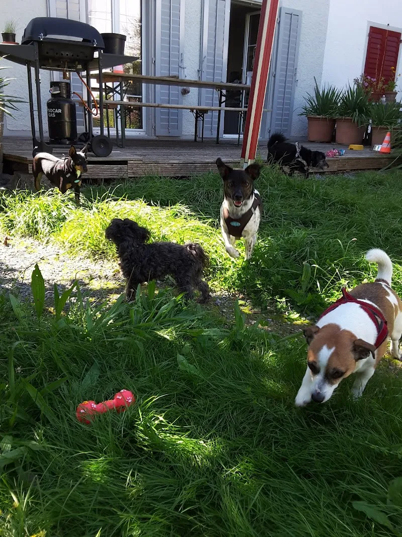 Haustierkrippe Winterthur — Katzenpension in Winterthur, Zürich. Bewertung 4.6/5.