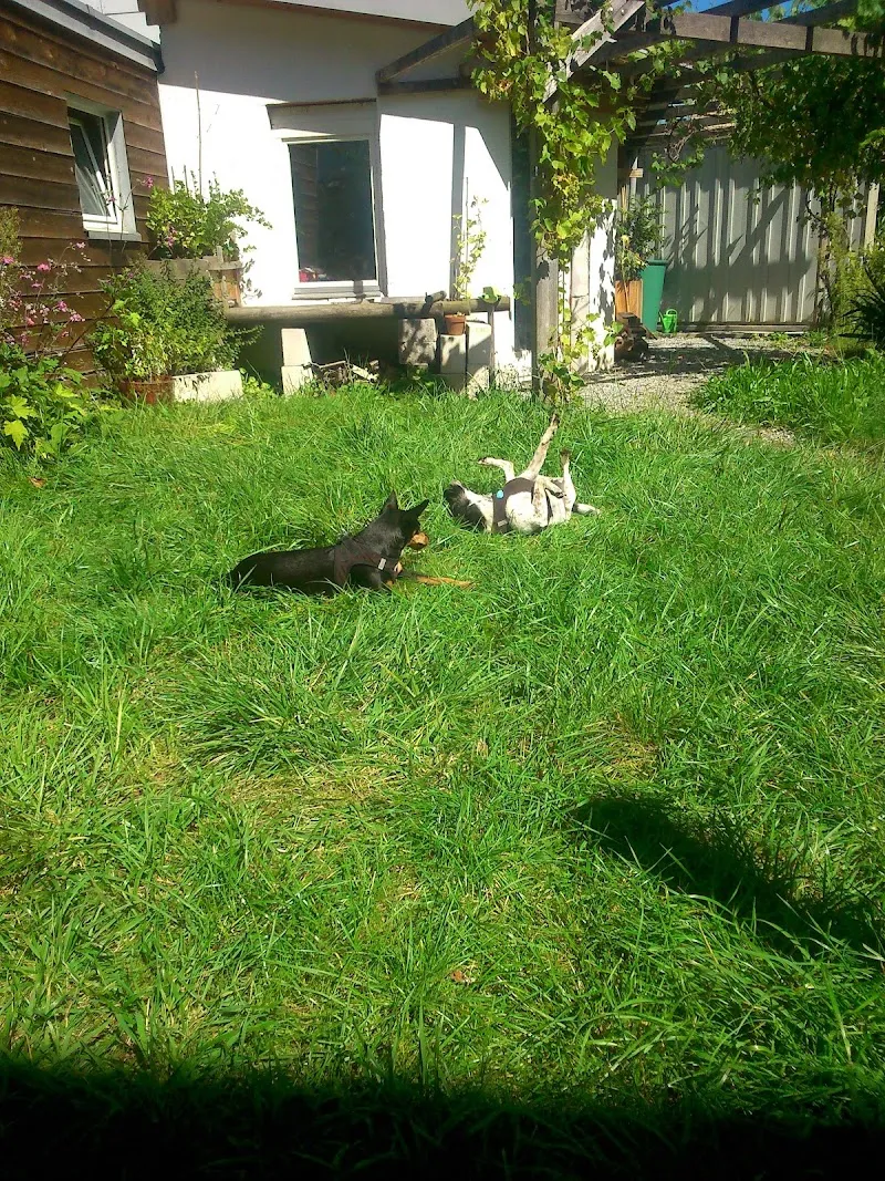 Haustierkrippe Winterthur — Katzenpension, Winterthur, Zürich. Foto 2