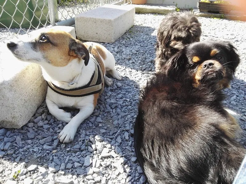 Haustierkrippe Winterthur — Katzenpension, Winterthur, Zürich. Foto 3