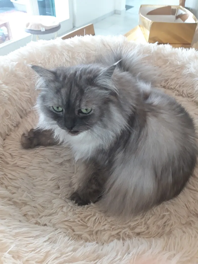 Haustierservice Lavan - Inh. Vanessa Nelle — Katzenpension in Dielsdorf, Zürich. Bewertung 5.0/5.