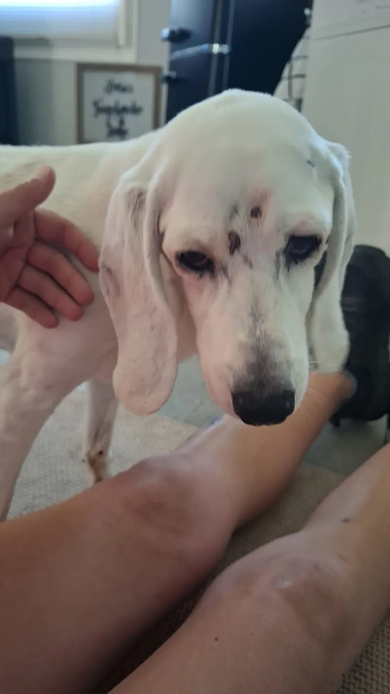 Haustierservice Lavan - Inh. Vanessa Nelle — Katzenpension, Dielsdorf, Zürich. Foto 2