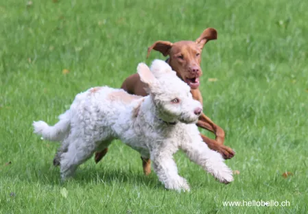 HelloBello — Katzenpension in Meilen, Zürich. Bewertung 4.1/5.