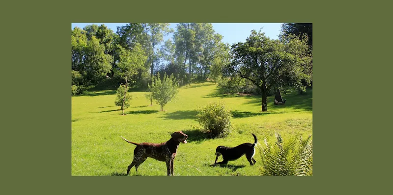 HelloBello — Katzenpension, Meilen, Zürich. Foto 3