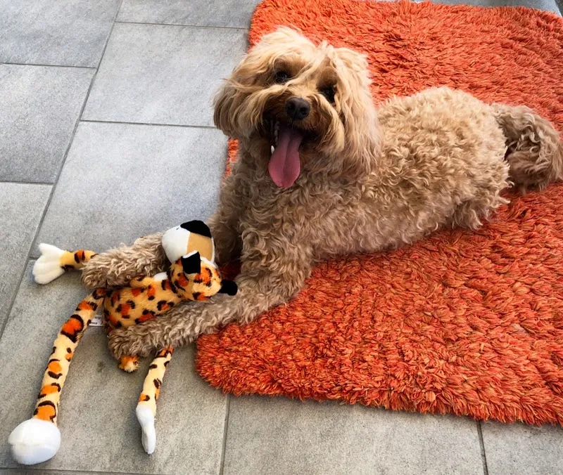 Home-Alone.ch, Haustierbetreuung GmbH — Katzenpension in Pfungen, Zürich. Bewertung 4.8/5.