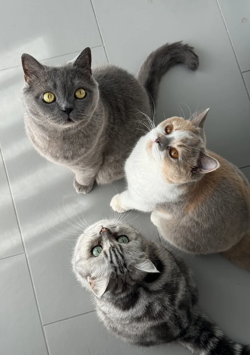 Home-Alone.ch, Haustierbetreuung GmbH — Katzenpension, Pfungen, Zürich. Foto 2