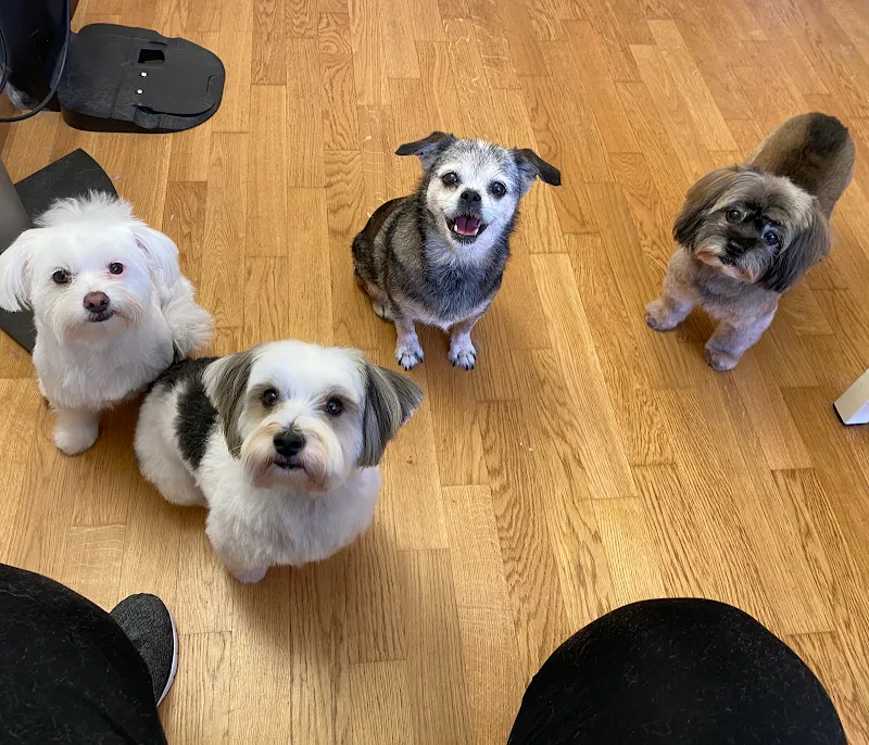 Hunde und Katzensalon Zottelfrei — Katzenpension in Oberengstringen, Zürich. Bewertung 4.8/5.