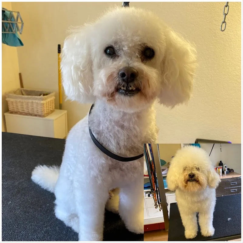 Hunde und Katzensalon Zottelfrei — Katzenpension, Oberengstringen, Zürich. Foto 2