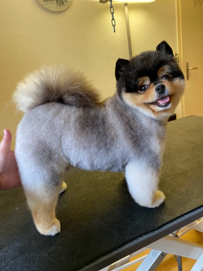 Hunde und Katzensalon Zottelfrei — Katzenpension, Oberengstringen, Zürich. Foto 3