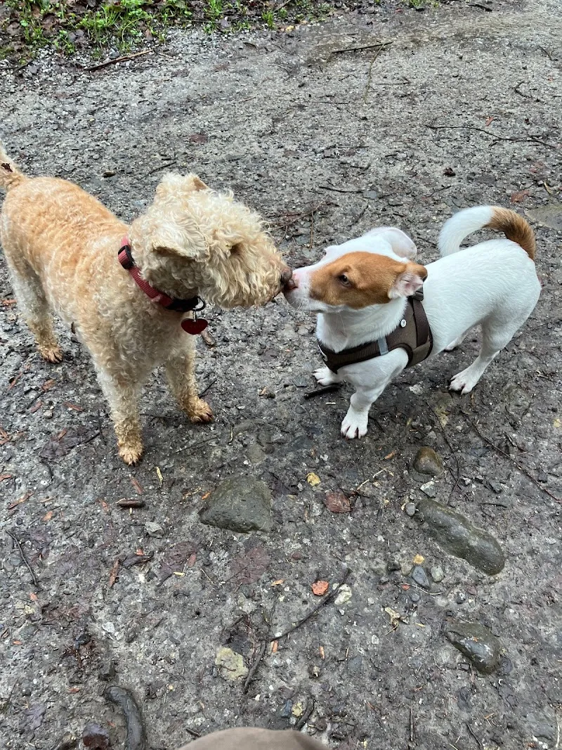 Hundebetreuer.ch Region Horgen bis Pfäffikon/SZ — Katzenpension, Richterswil, Zürich. Foto 2