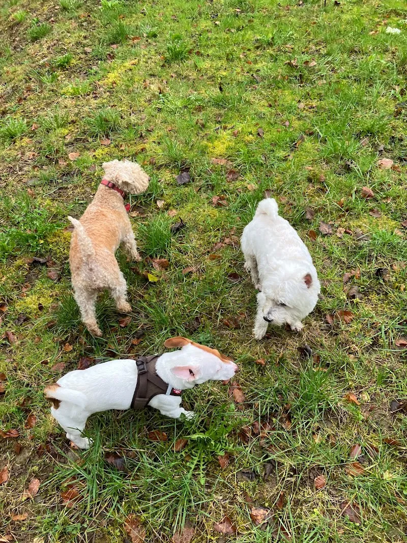 Hundebetreuer.ch Region Horgen bis Pfäffikon/SZ — Katzenpension, Richterswil, Zürich. Foto 3