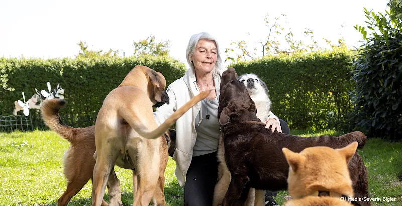 Hundekrippe Limmattal — Katzenpension in Urdorf, Zürich. Bewertung 4.7/5.