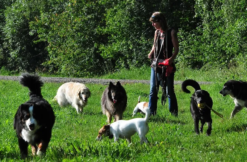 Hundekrippe Limmattal — Pension pour chats, Urdorf, Zurich. Foto 2