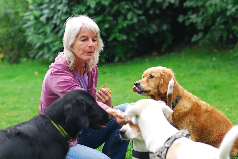 Hundekrippe Limmattal — Pension pour chats, Urdorf, Zurich. Foto 3