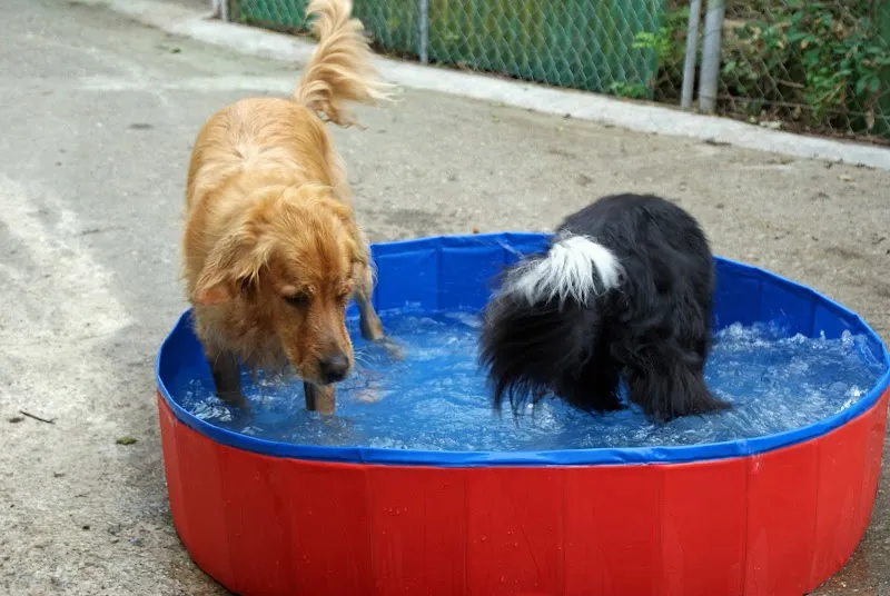 Hundeoase Felsbach — Pension pour chats, Stäfa, Zurich. Foto 2