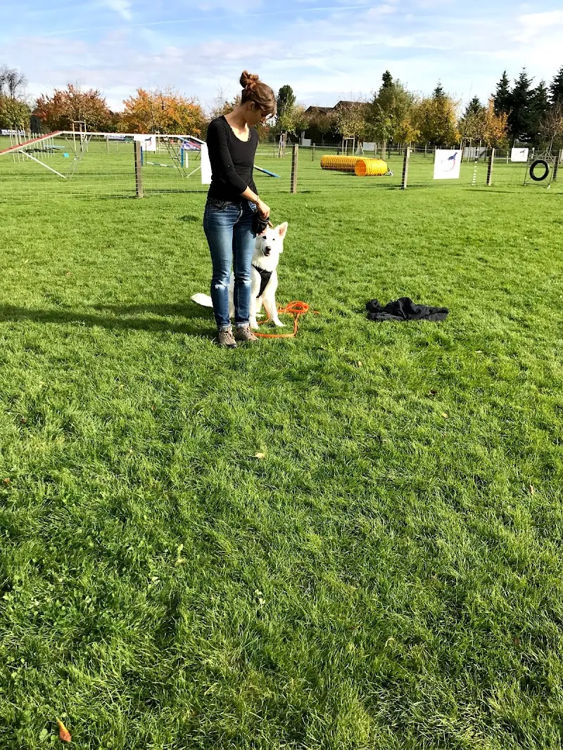 Hundeschule und Tierbetreuung, Katzen, Vögel, Nager, Pflanzen — Katzenpension in Oberrohrdorf, Aargau. Bewertung 5.0/5.