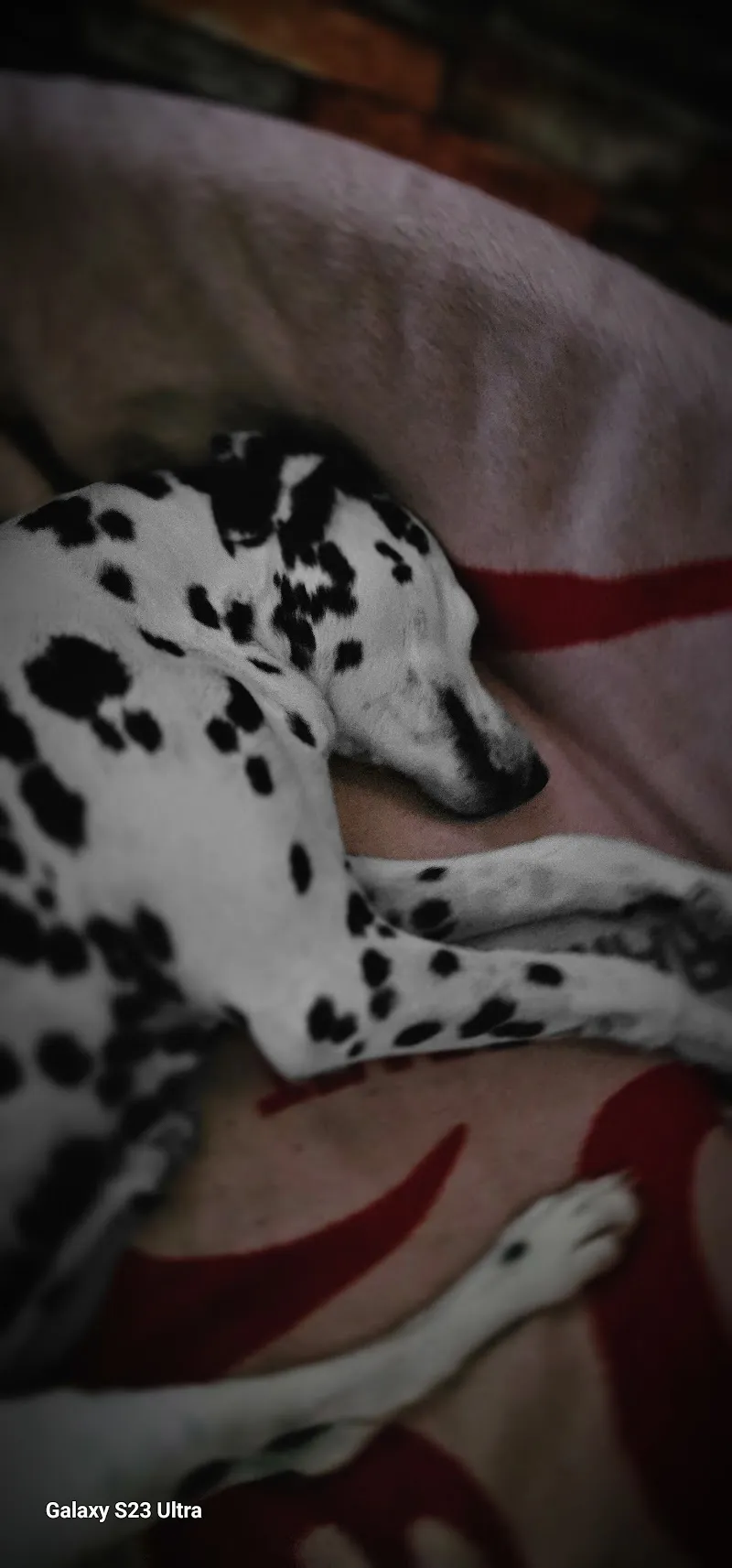 Hundeschule und Tierbetreuung, Katzen, Vögel, Nager, Pflanzen — Katzenpension, Oberrohrdorf, Aargau. Foto 2