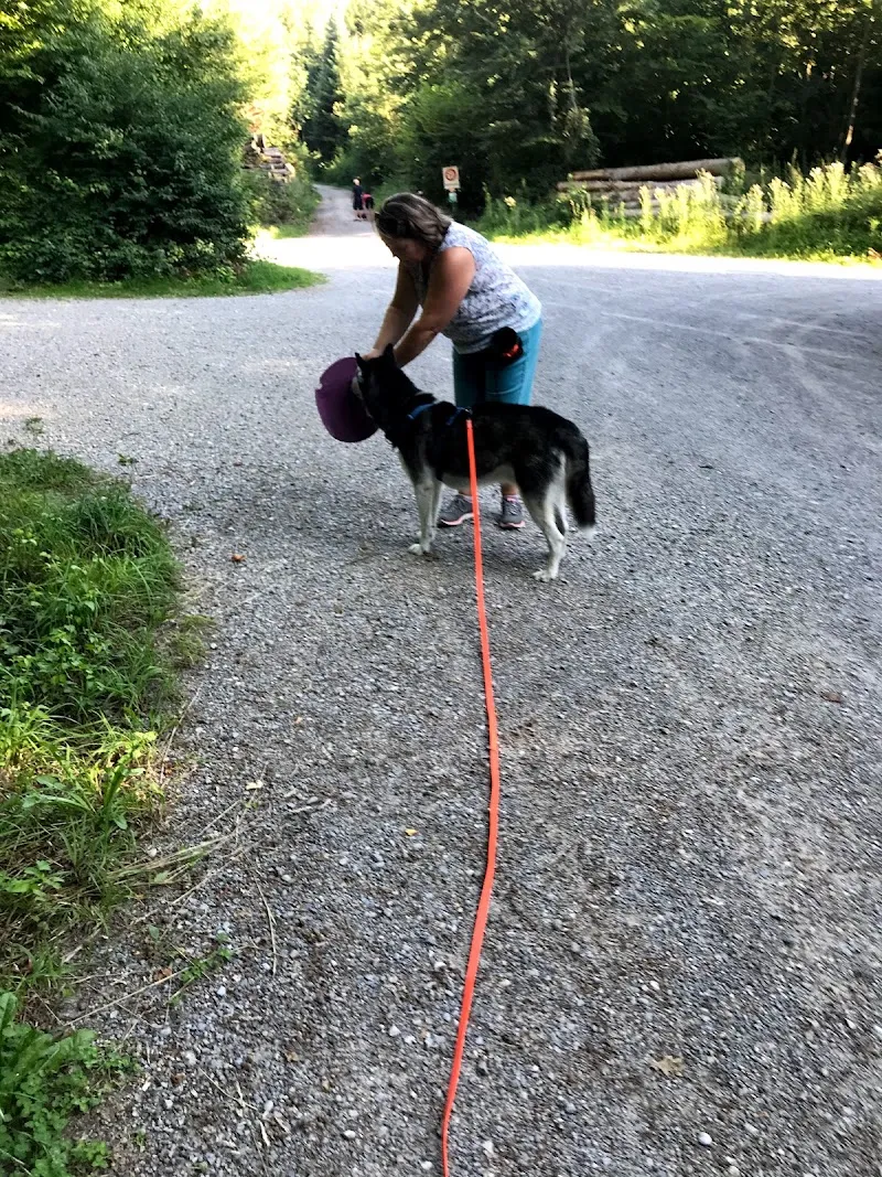 Hundeschule und Tierbetreuung, Katzen, Vögel, Nager, Pflanzen — Katzenpension, Oberrohrdorf, Aargau. Foto 3