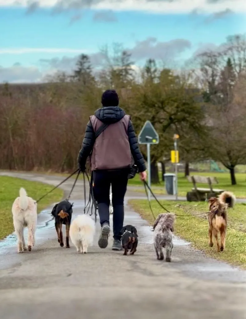 Hundesitter Winterthur — Katzenpension in Winterthur, Zürich. Bewertung 4.9/5.