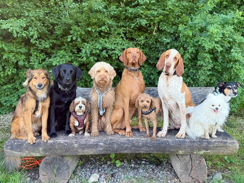 Hundesitter Winterthur — Katzenpension, Winterthur, Zürich. Foto 2