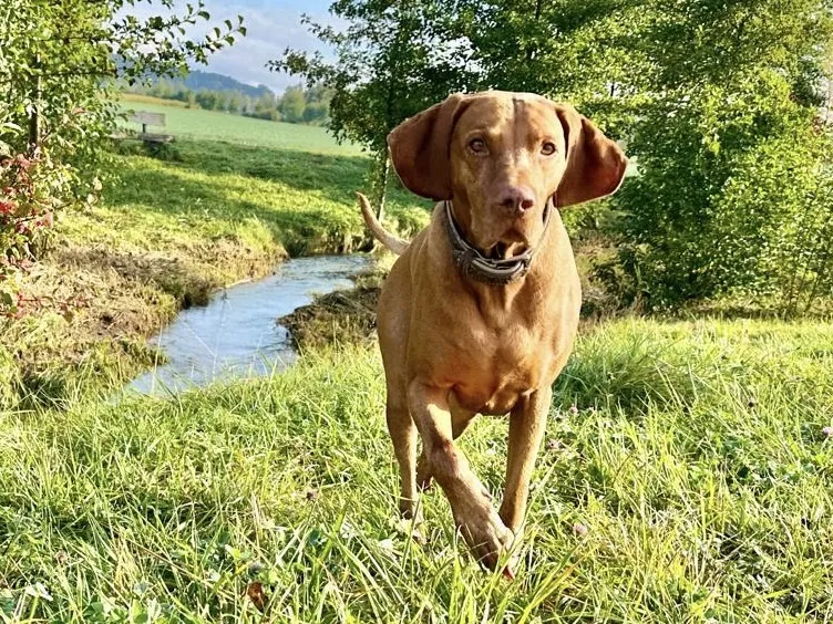 Hundesitter Winterthur — Katzenpension, Winterthur, Zürich. Foto 3
