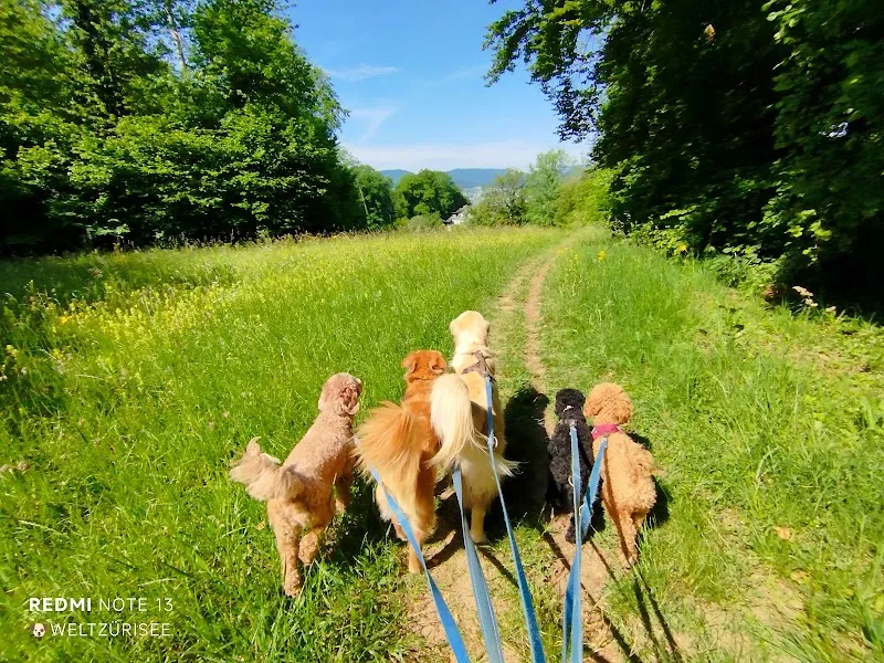 Hundewelt-Zuerichsee (Ihr prof. Dogsitter) — Katzenpension in Herrliberg, Zürich. Bewertung 4.8/5.