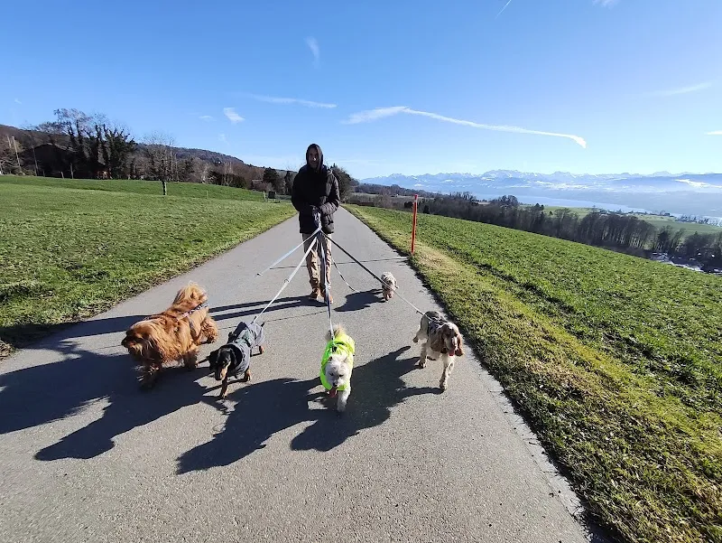 Hundewelt-Zuerichsee (Ihr prof. Dogsitter) — Katzenpension, Herrliberg, Zürich. Foto 3