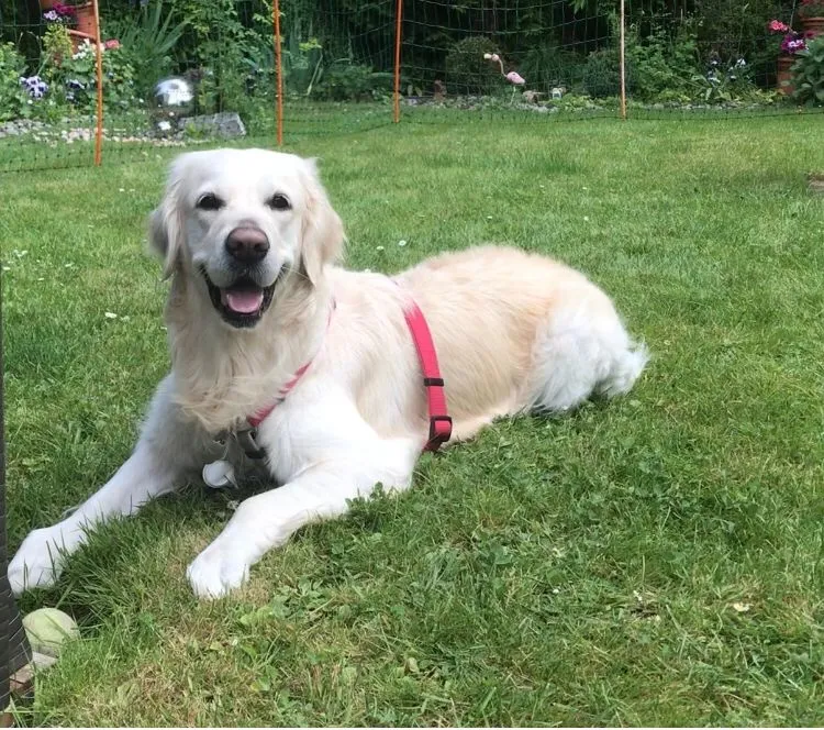 Jacky‘s Hundesitting — Servizio per animali, Adliswil, Zurigo. Foto 2