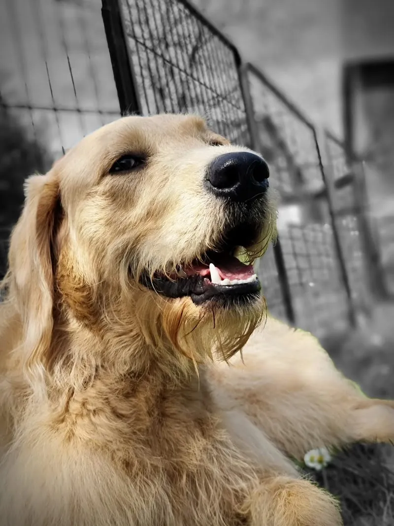 Janine’s Hunde-Rudel — Katzenpension in Uster, Zürich. Bewertung 4.8/5.