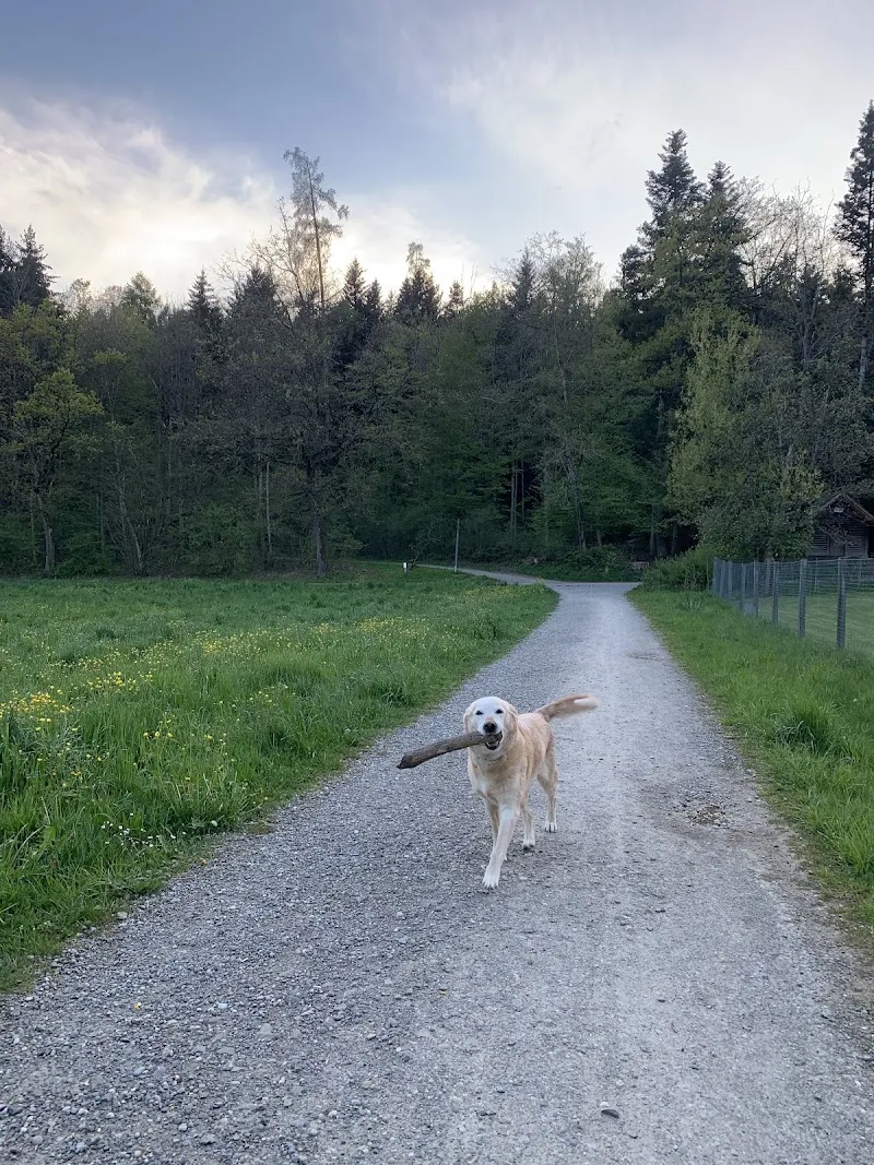 Jennys Hundestube — Katzenpension in Adliswil, Zürich. Bewertung 5.0/5.