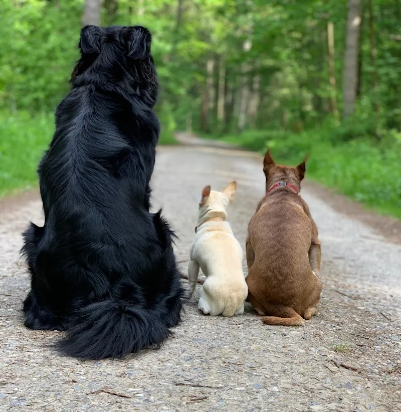 Jennys Hundestube — Pension pour chats, Adliswil, Zurich. Foto 2