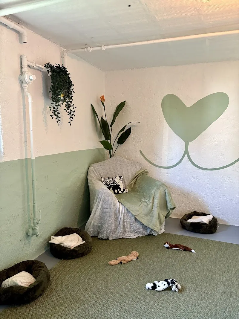 Jennys Hundestube — Pension pour chats, Adliswil, Zurich. Foto 3