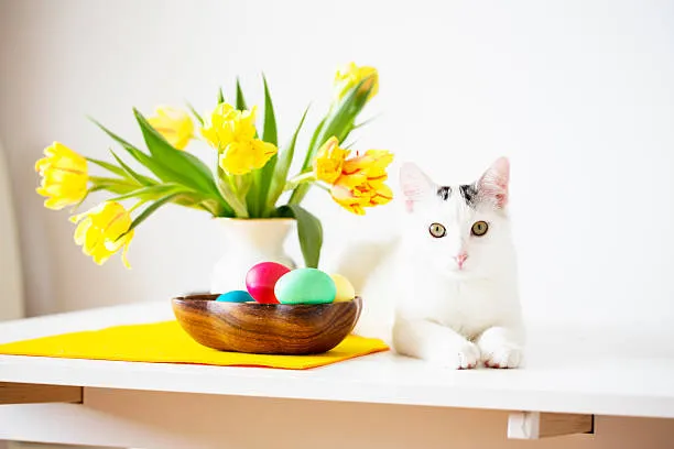 Jessi Ferienservice Katzen und Nager Betreuung — Katzenpension in Merenschwand, Aargau. Bewertung 5.0/5.