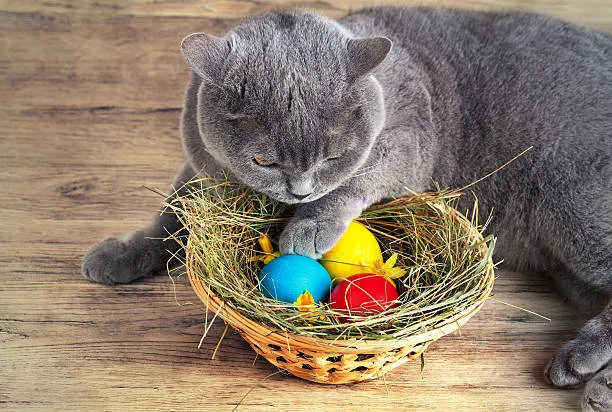 Jessi Ferienservice Katzen und Nager Betreuung — Katzenpension, Merenschwand, Aargau. Foto 2