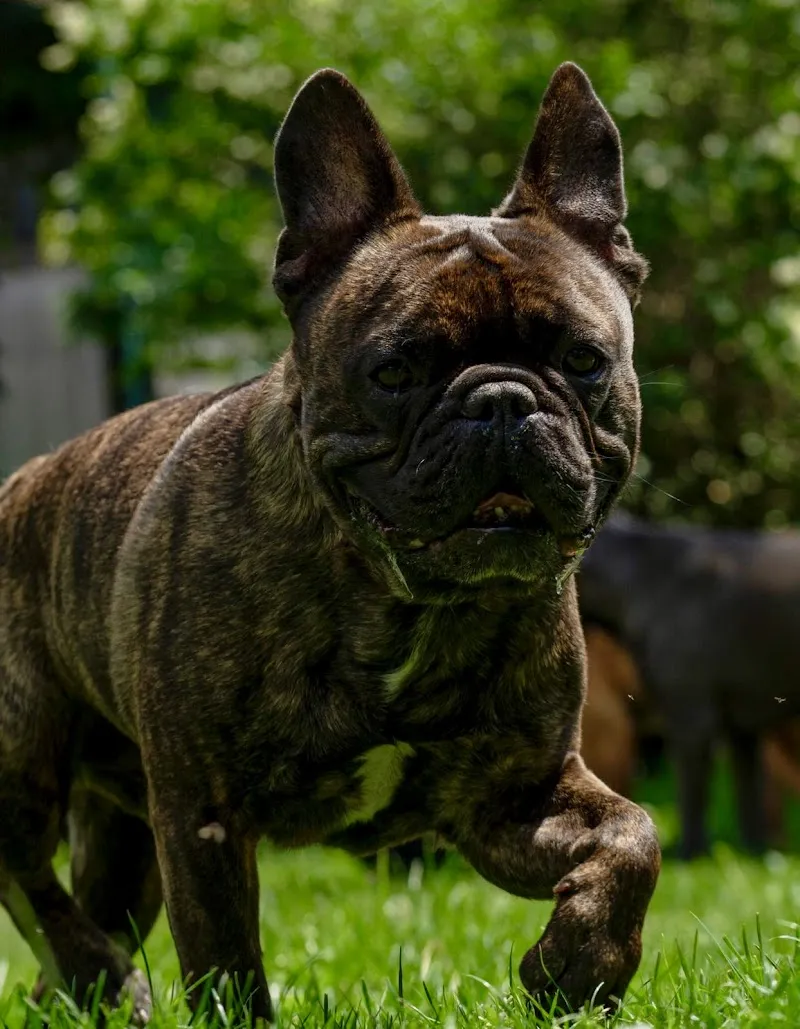 Karin's Tierbetreuung — Katzenpension in Schöfflisdorf, Zürich. Bewertung 5.0/5.