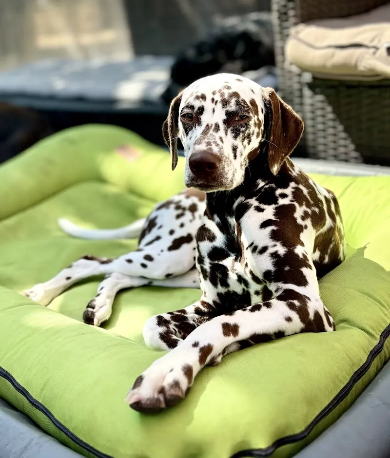 Karin's Tierbetreuung — Katzenpension, Schöfflisdorf, Zürich. Foto 2